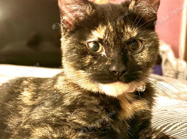 Female cat three years old