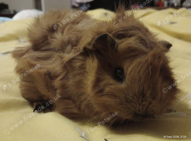 Baby female guinea pig