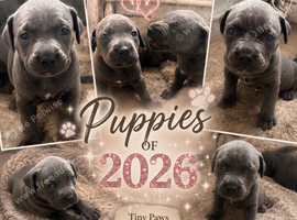 Beautiful cane corso X American bulldog pups