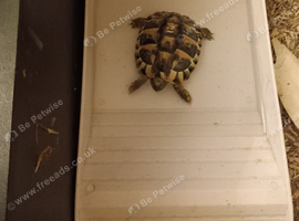 Fir sale 2 x 2yr old hermans tortoises