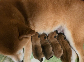 Shiba inu puppies for sale