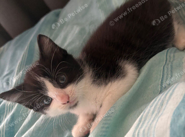 Norwegian Xs kittens