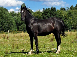 15.1 gelding