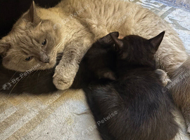 2 half ragdoll Kittens