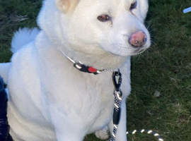 Japanese Akita Inu