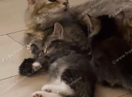 kittens