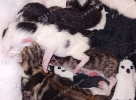 5 gorgeous kittens