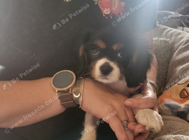 Cavalier king charles puppys