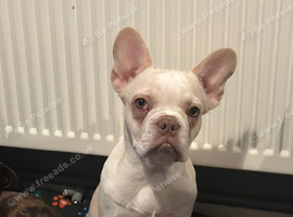 6month old Frenchie