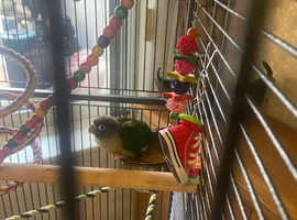 Green cheek conure