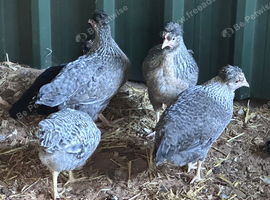 Cream legbar chickens