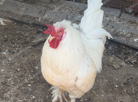 Beautiful White Cockerel &ndash; Healthy, Friendly & Great Looking