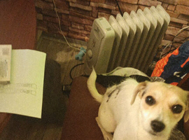 Beautiful 17-Month-Old Jack Chi Girl Looking for a Loving Forever Home