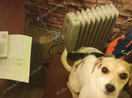 ️ Loving Forever Home for Our Beautiful Jack Chi Girl ️