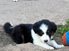 Beautiful Border Collie puppies for sale