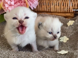 BEAUTIFUL PURE BRED BSH TEDDY BEARS RARE SEAL LYNX