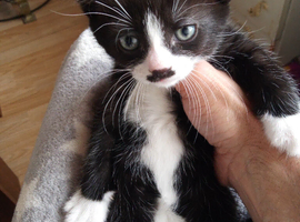 Nice kitten