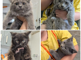 Persian x exotic/ragdoll READY TO GO
