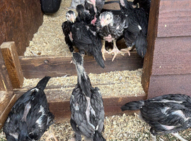 O shamo chicks