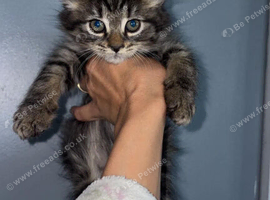 Last 2! MAINE COON KITTENS