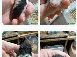 Mixed Dumbo Standard baby rats