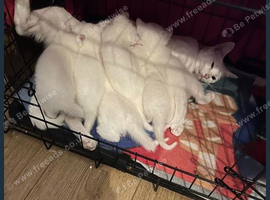 Kittens
