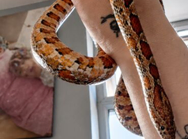 ADULT FEMALE CORN SNAKE WITH SETUP