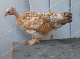 Millefleur necked neck chicken