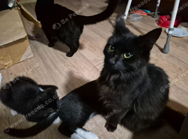 6 mixed breed kittens, tuxuedo, white, and black kittens