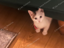 Kitten
