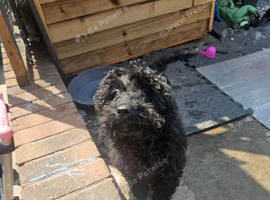 4 month cockapoo