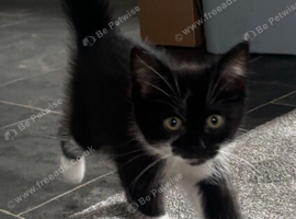Kitten