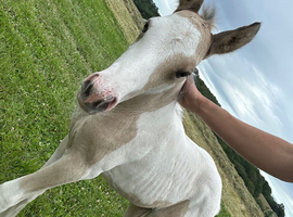 Stunning Irish sports horse X warmblood foal