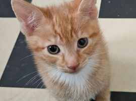 Ginger kitten boy.