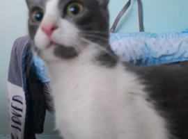 Beautiful white and gray girl