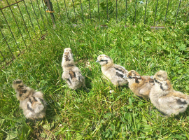 Silkie chicks