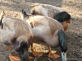 Male Indian Runner duck