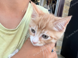 Maine coon cross Kitten