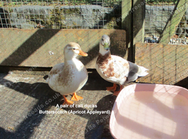 A pair of Call Ducks
