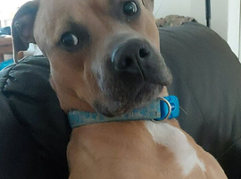 2 year old staff for sale
