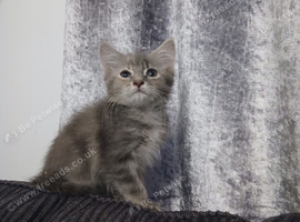 Maine coon cross girl