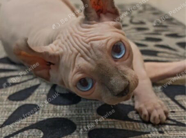 Sphynx Kittens