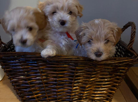 Cavamaltipoo - 1 boy left - Ready now