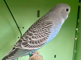 Baby budgies