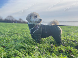 Gorgeous Poochon Stud