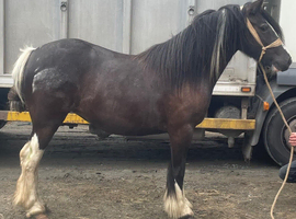 Filly to make 13.2/3hh