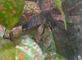 Mourning geckos