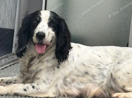 F1 Parti cockapoo