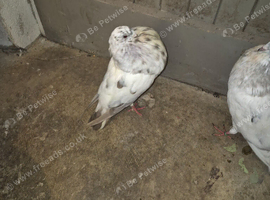 Gaditano pigeons adults 1to 3 years