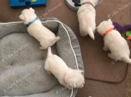West Highland Terrier Puppies